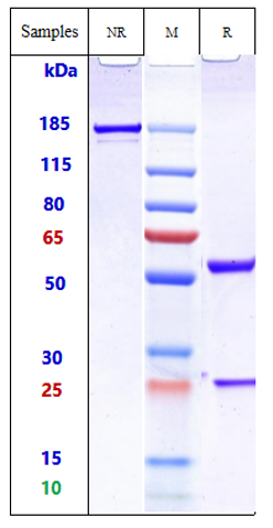 Anti-PDCD1/PD-1/CD279 Reference Antibody (iparomlimab) on SDS-PAGE under reducing (R) condition