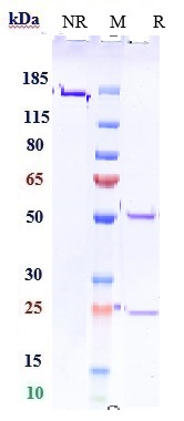 Anti-PDCD1/PD-1/CD279 Reference Antibody (sasanlimab) on SDS-PAGE under reducing (R) condition