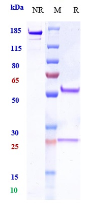 Anti-PDCD1/PD-1/CD279 Reference Antibody (zimberelimab) on SDS-PAGE under reducing (R) condition