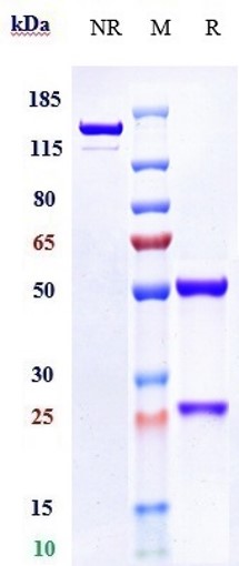 Anti-PDCD1/PD-1/CD279 Reference Antibody (Rulonilimab) on SDS-PAGE under reducing (R) condition