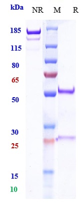 Anti-PDCD1/PD-1/CD279 Reference Antibody (budigalimab) on SDS-PAGE under reducing (R) condition