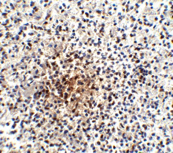 m00178 3 pdcd1 primary antibodies ihc testing 4