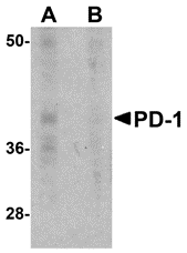 m00178 3 pdcd1 primary antibodies wb testing 1