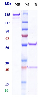 Anti-PDCD1/PD-1/CD279 Reference Antibody (ezabenlimab) on SDS-PAGE under reducing (R) condition