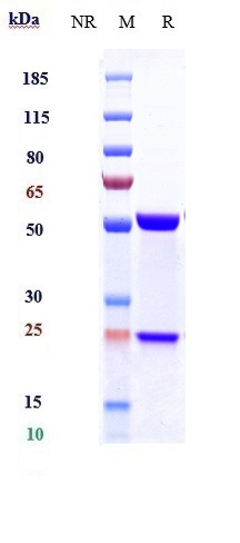 Anti-PDCD1/PD-1/CD279 Reference Antibody (Rosnilimab) on SDS-PAGE under reducing (R) condition