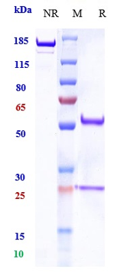 Anti-PDCD1/PD-1/CD279 Reference Antibody (balstilimab) on SDS-PAGE under reducing (R) condition
