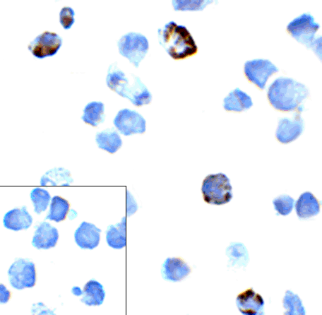 m00178 4 pdcd1 primary antibodies icc testing 3
