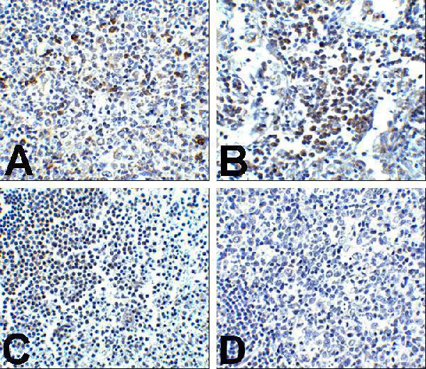 m00178 4 pdcd1 primary antibodies ihc testing 2