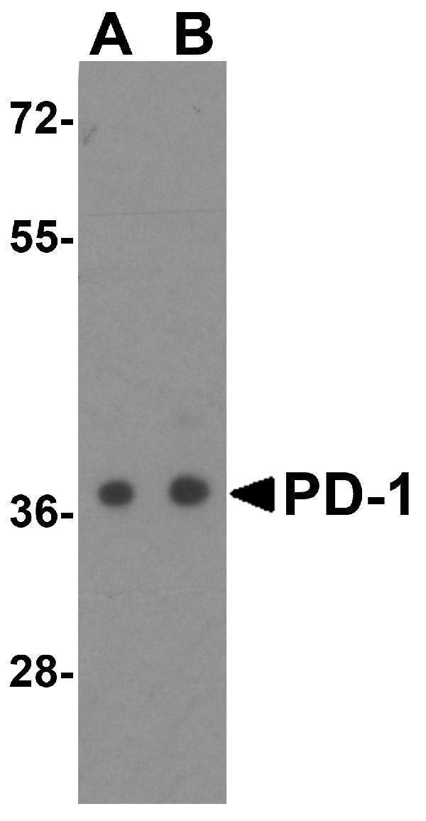 m00178 4 pdcd1 primary antibodies wb testing 1