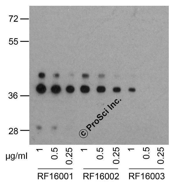 m00178 4 pdcd1 primary antibodies wb testing 5