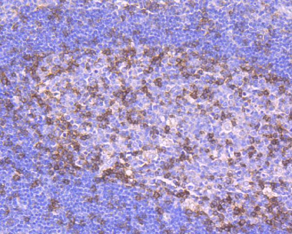 Immunohistochemical analysis of paraffin-embedded human tonsil tissue using anti-PD1 antibody