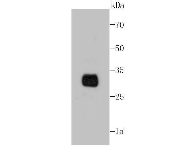 Western blot analysis of PD1 on PD1 transfected 293FT cell lysate using anti-PD1 antibody at 1/1,000 dilution