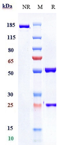 Anti-PDCD1/PD-1/CD279 Reference Antibody (pembrolizumab) on SDS-PAGE under reducing (R) condition