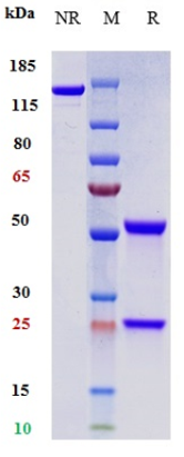 Anti-PDCD1/PD-1/CD279 Reference Antibody (toripalimab) on SDS-PAGE under reducing (R) condition