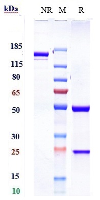 Anti-PDCD1/PD-1/CD279 Reference Antibody (sintilimab) on SDS-PAGE under reducing (R) condition