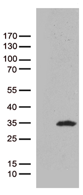 m00179 3 anti caveolin 1 cav1 mouse monoclonal antibody clone id oti2c4 wb testing 1