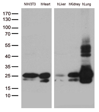 m00179 3 anti caveolin 1 cav1 mouse monoclonal antibody clone id oti2c4 wb testing 2