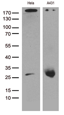 m00179 3 anti caveolin 1 cav1 mouse monoclonal antibody clone id oti2c4 wb testing 3