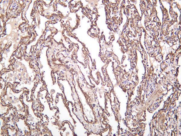m00179 4 cav1 primary antibodies ihc testing 1