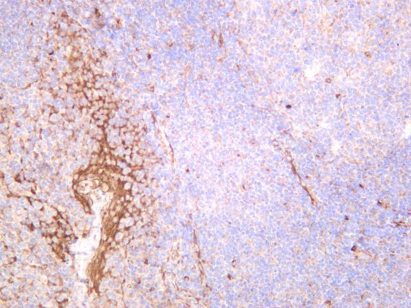 m00179 4 cav1 primary antibodies ihc testing 2