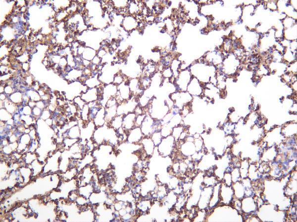 m00179 4 cav1 primary antibodies ihc testing 3