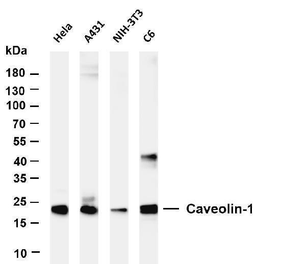 m00179 4 cav1 primary antibodies wb testing 1