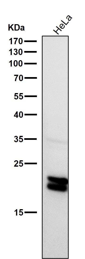 m00179 wb7
