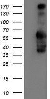 m00180 anti iduronate 2 sulfatase ids mouse monoclonal antibody clone id oti4g2 wb testing 1