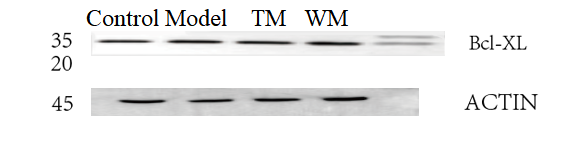 m00181 1 bcl2l1 primary antibodies wb testing 2