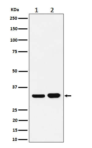 Western blot analysis of Bcl-XL expression in (1) Ramos cell lysate; (2) K562 cell lysate