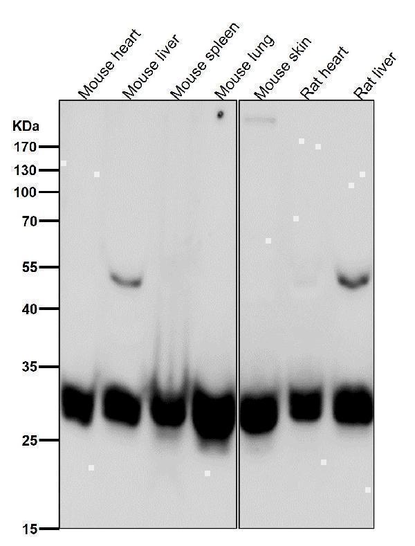 All lanes use the Antibody at 1:1W dilution for 1 hour at room temperature