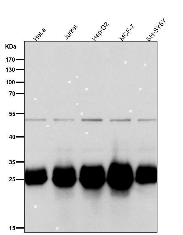 m00181 3 wb8