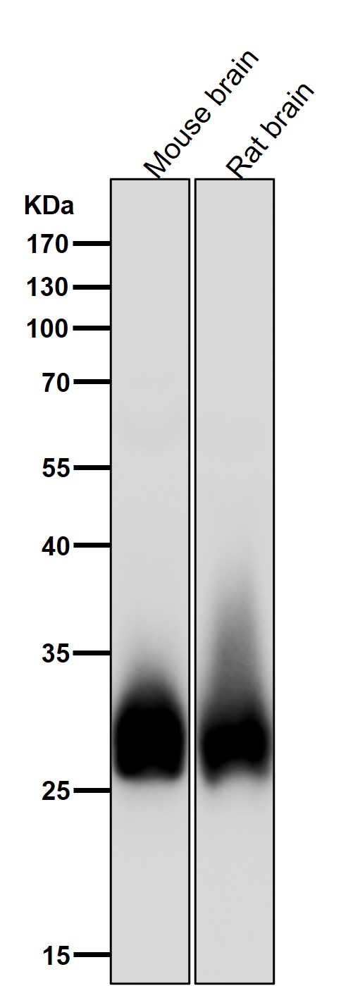 All lanes use the Antibody at 1:1W dilution for 1 hour at room temperature