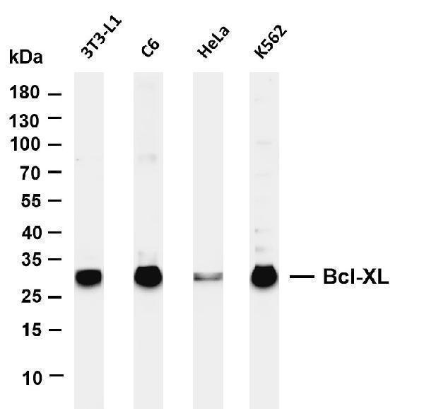 Various whole cell lysates were separated by 4-20% SDS-PAGE, and the membrane was blotted with anti-Bcl-XL antibody