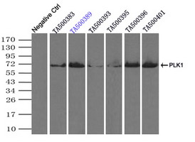 m00182 1 anti plk1 mouse monoclonal antibody clone id oti1d4 ip testing 1