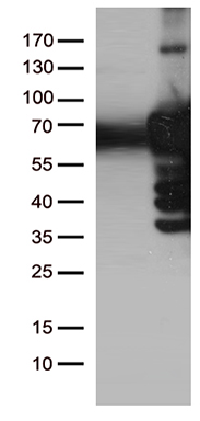 m00182 1 anti plk1 mouse monoclonal antibody clone id oti1d4 wb testing 1