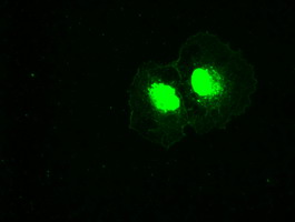 m00182 2 anti plk1 mouse monoclonal antibody clone id oti8c12 if testing 5