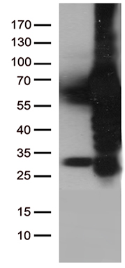 m00182 2 anti plk1 mouse monoclonal antibody clone id oti8c12 wb testing 1