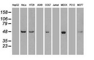m00182 2 anti plk1 mouse monoclonal antibody clone id oti8c12 wb testing 2