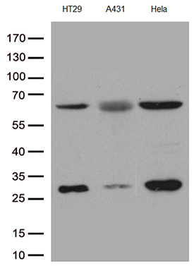 m00182 2 anti plk1 mouse monoclonal antibody clone id oti8c12 wb testing 3