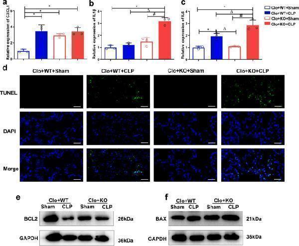 Mice reconstituted with FGF2 KO macrophages and subjected to CLP exhibit increased proinflammatory gene expression and apoptosis