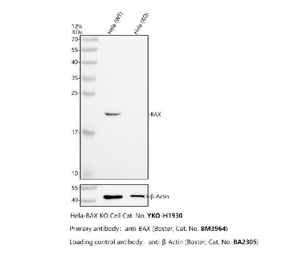 m00183 1 bax primary antibodies wb testing 2