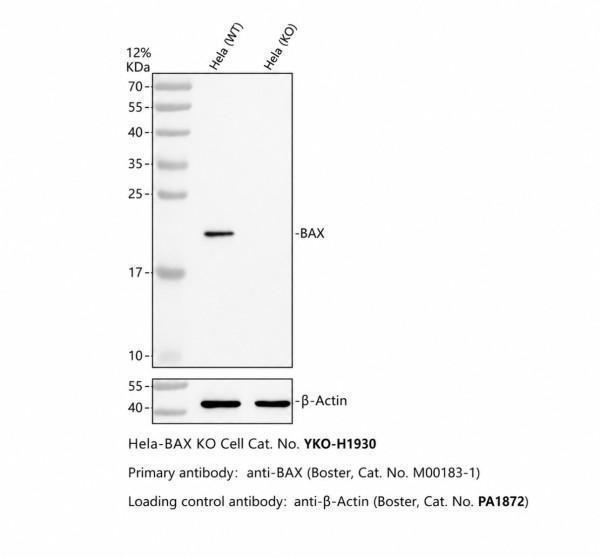 m00183 1 bax primary antibodies wb testing 2_1