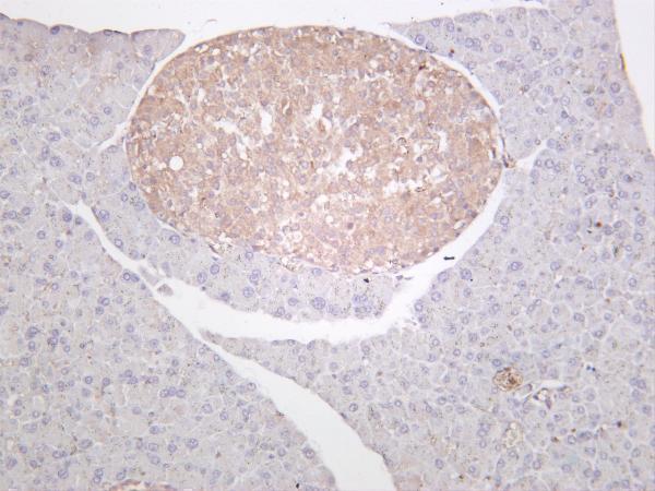 Mouse pancreas was stained with anti-Bax rabbit antibody