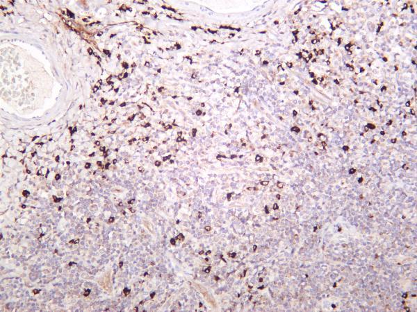 Human tonsil was stained with anti-Bax rabbit antibody