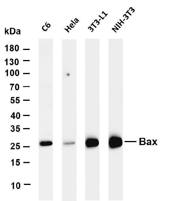Various whole cell lysates were separated by 4-20% SDS-PAGE, and the membrane was blotted with anti-Bax antibody