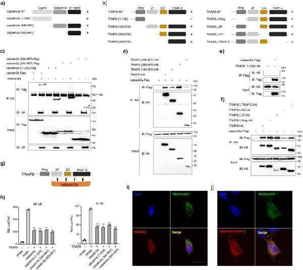 m00185 42003_2023_4711_fig3_html