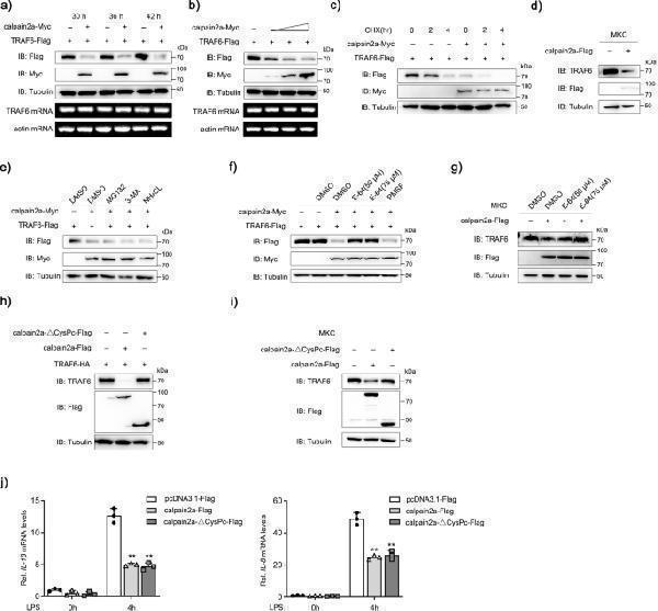 m00185 42003_2023_4711_fig4_html