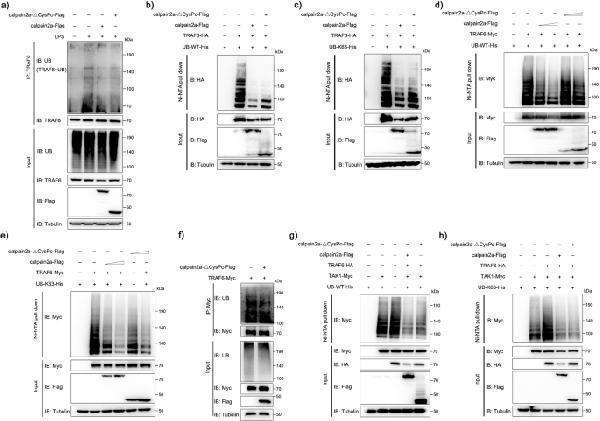 m00185 42003_2023_4711_fig5_html