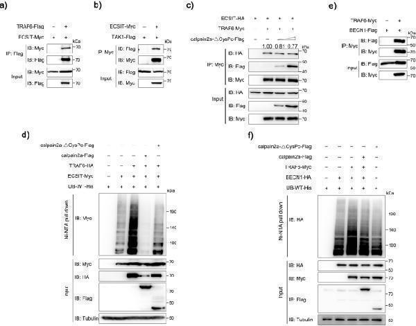 m00185 42003_2023_4711_fig7_html